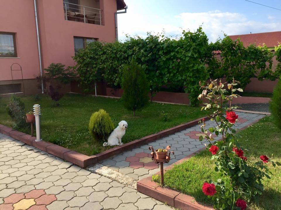 Vila La Izvor Petresti Ngoại thất bức ảnh